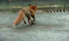 狗吠在线观看,揭秘宠物与人类情感交织的温馨故事