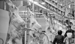 屠宰场在线观看,揭秘现代屠宰场在线观看全纪录